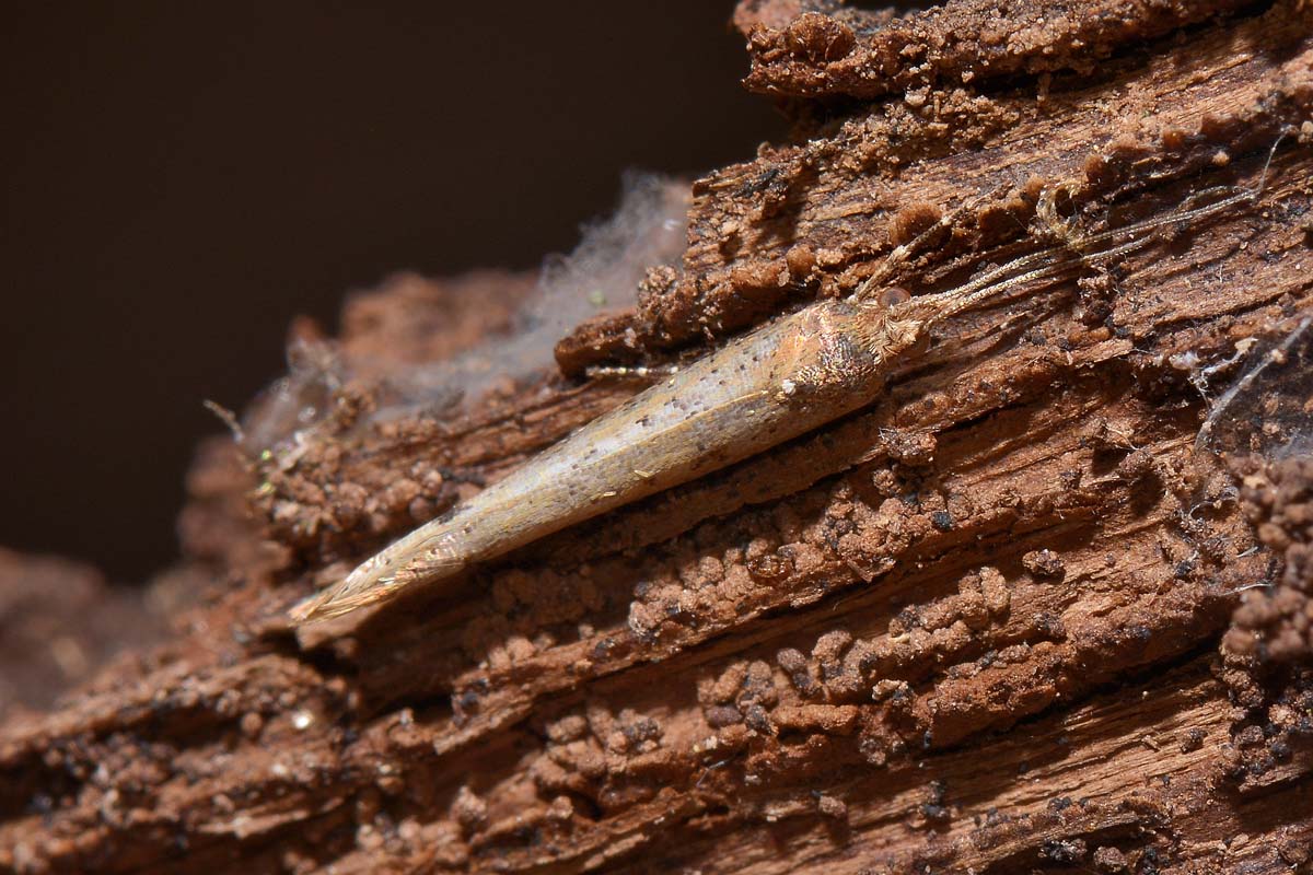 Ypsolophidae? Si, Ypsolopha ustella